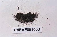 藏品(缺齒簑苔)的圖片